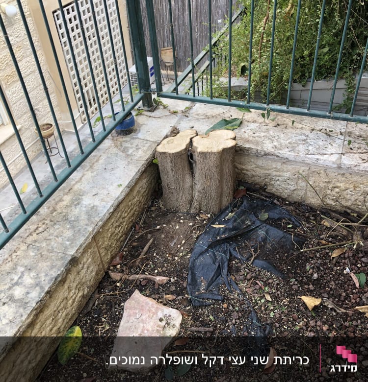 גזעים גזומים עם עלים וענפים מסביב